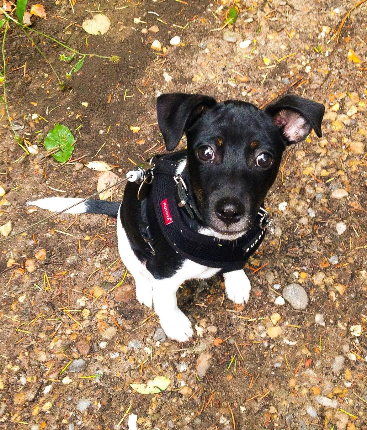 Blanding af racer La Chica - 4 mdr slet ikke til at stå for billede 13