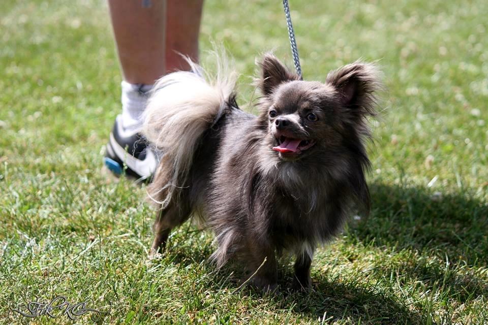 Chihuahua Valentino Del Modisto - Koda - Udstilling på Fyn, fik CAC :-D Juli 2014 billede 21
