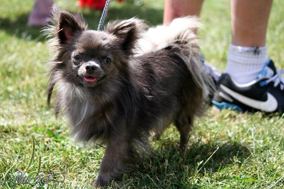 Chihuahua Valentino Del Modisto - Koda - Udstilling på Fyn, fik CAC :-D Juli 2014 billede 11