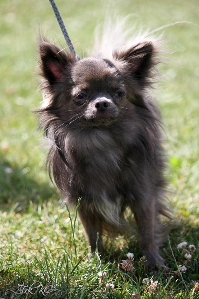 Chihuahua Valentino Del Modisto - Koda - Udstilling på Fyn, fik CAC :-D Juli 2014 billede 1