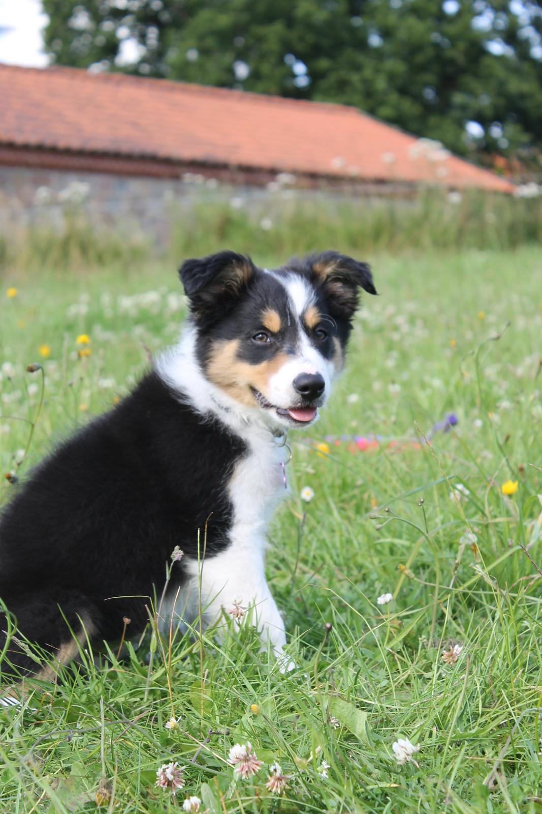 Border collie Sitka billede 7