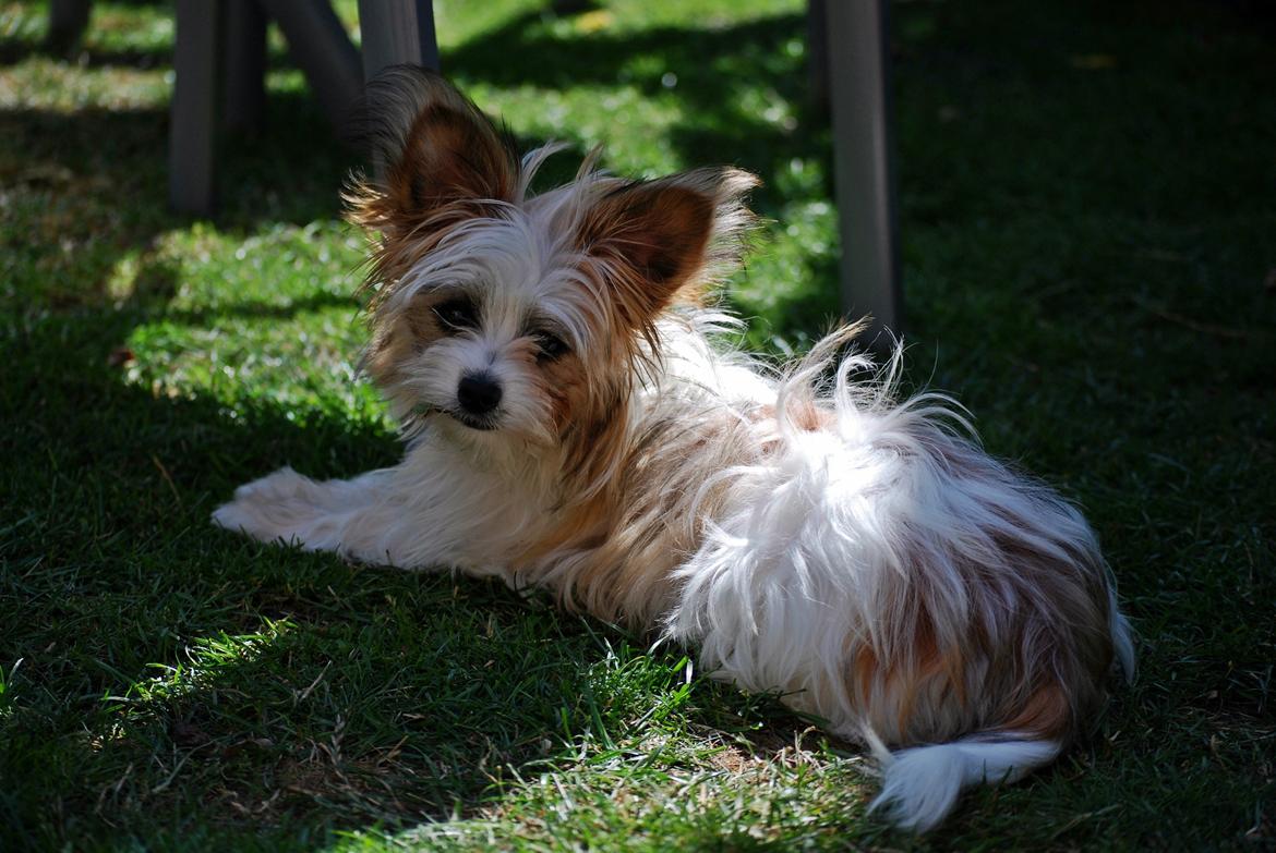 Blanding af racer Bella - 16-07-2014 billede 7