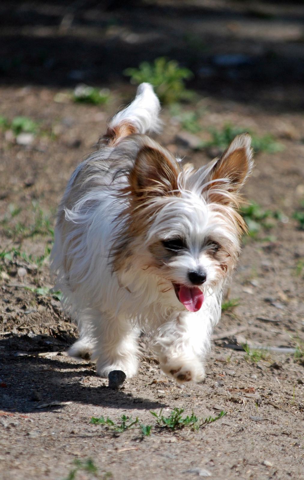 Blanding af racer Bella billede 36