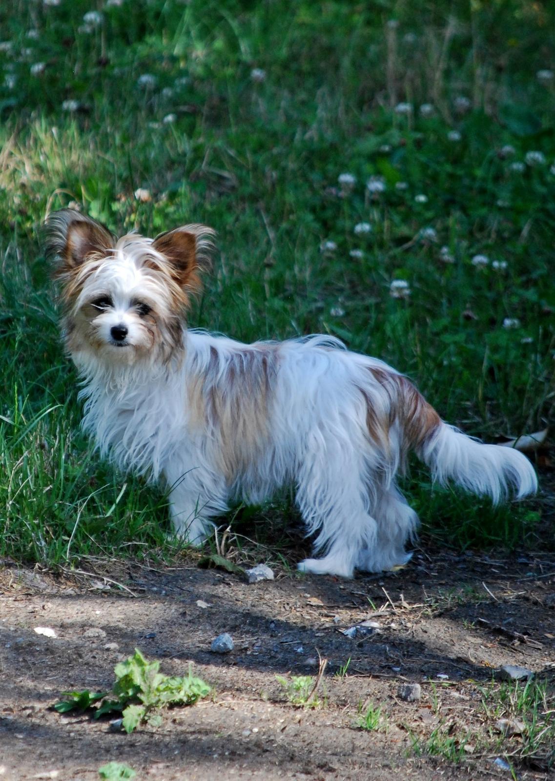 Blanding af racer Bella - 16-07-2014 billede 8