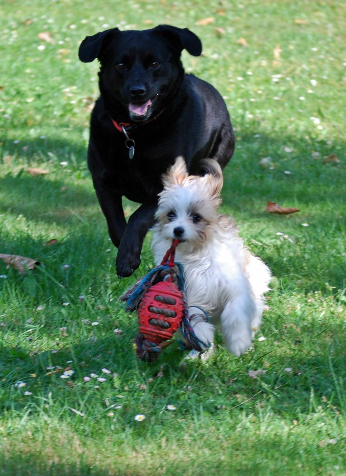 Blanding af racer Bella - 16-07-2014 billede 9