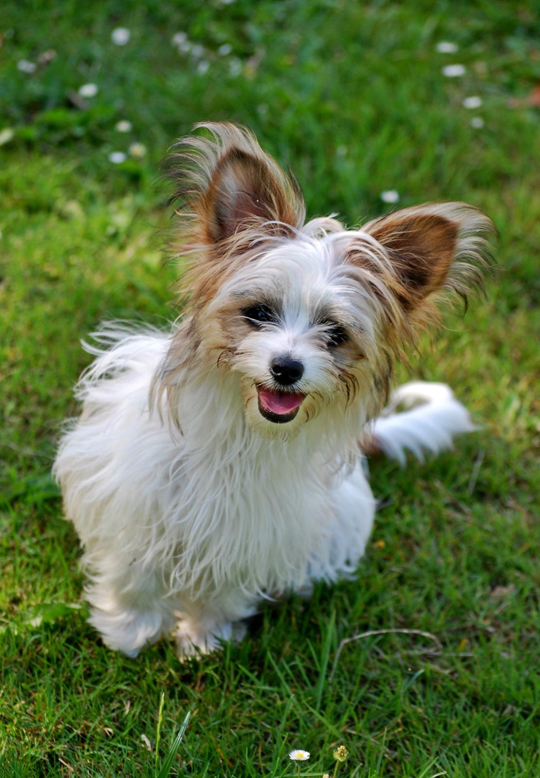 Blanding af racer Bella - 16-07-2014 billede 13