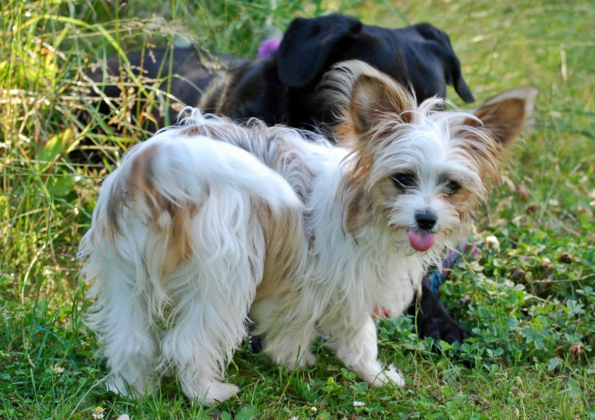 Blanding af racer Bella - 16-07-2014 billede 11