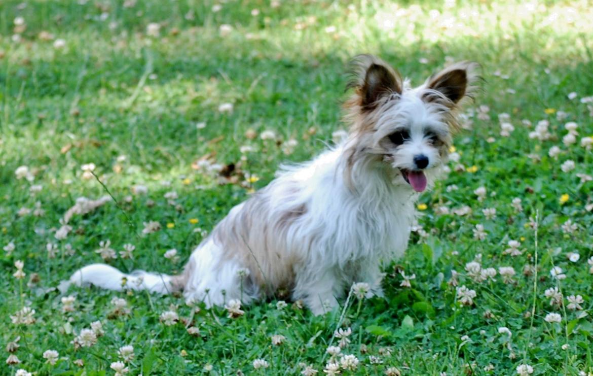 Blanding af racer Bella - 16-07-2014 billede 12