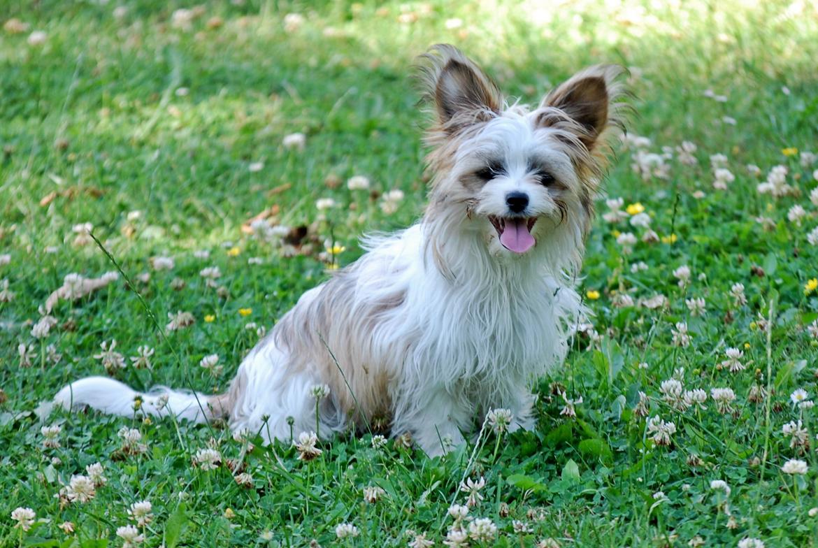 Blanding af racer Bella - 16-07-2014 billede 10