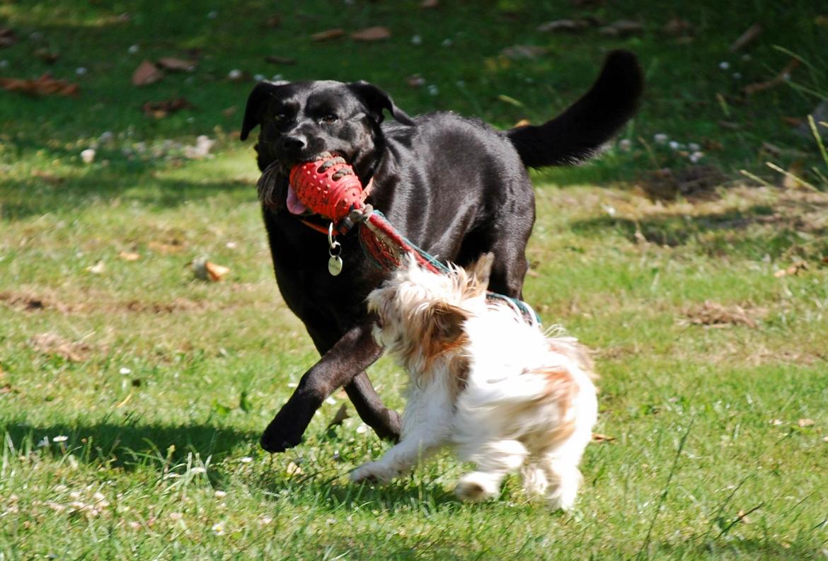 Blanding af racer Bella - 16-07-2014 billede 14