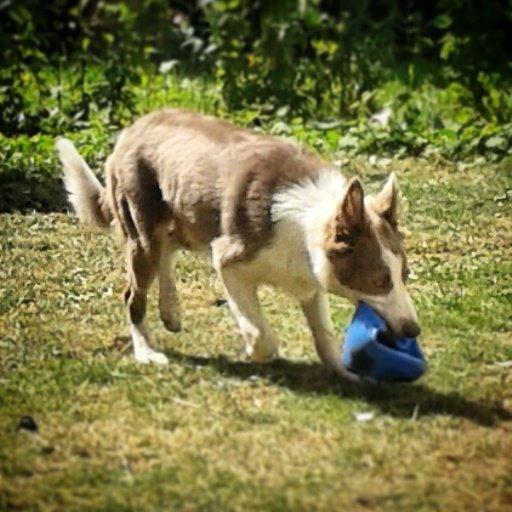 Border collie Yatzy billede 24