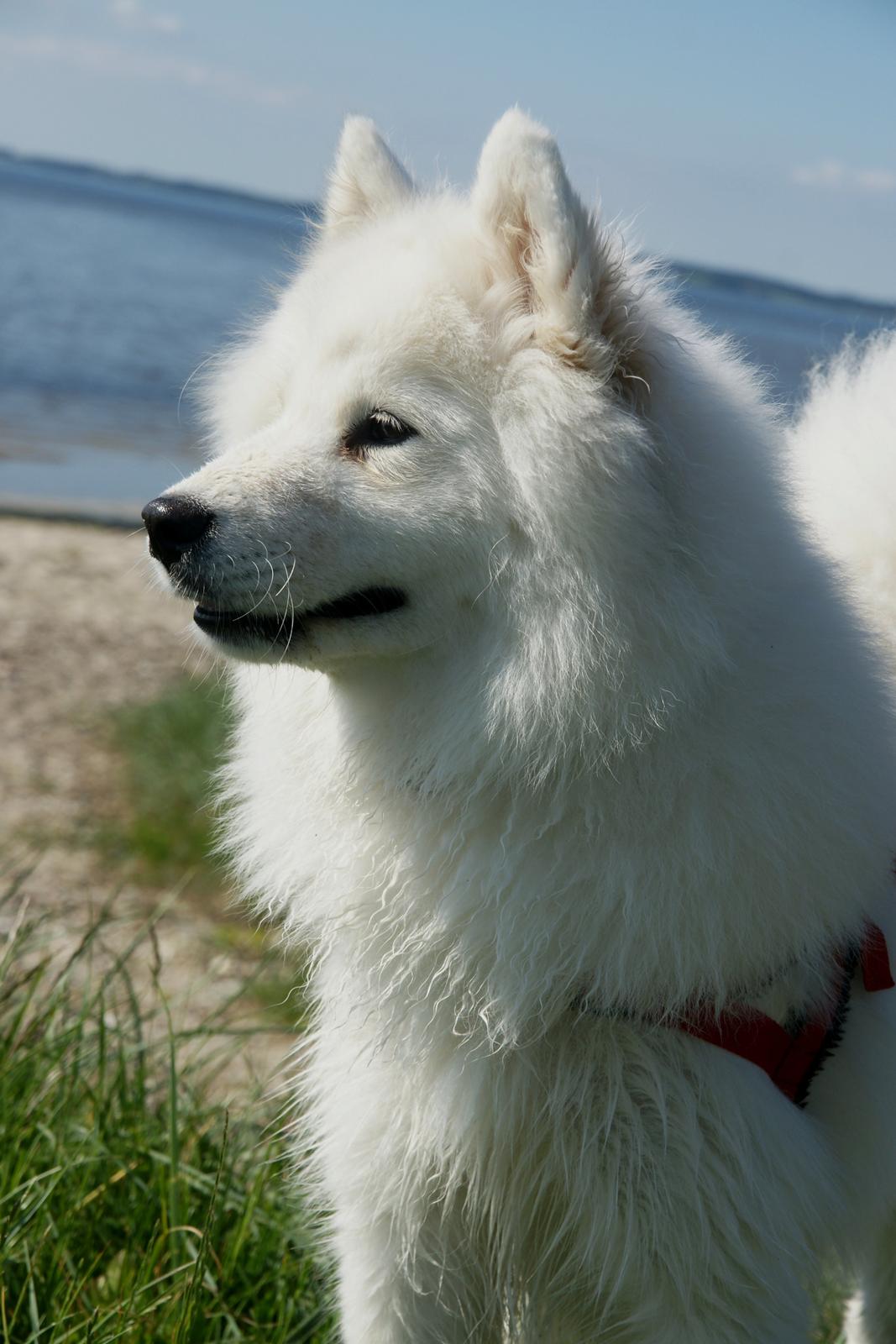 Samojedhund White Samara's Cool Chessie - 11 mdr. billede 1