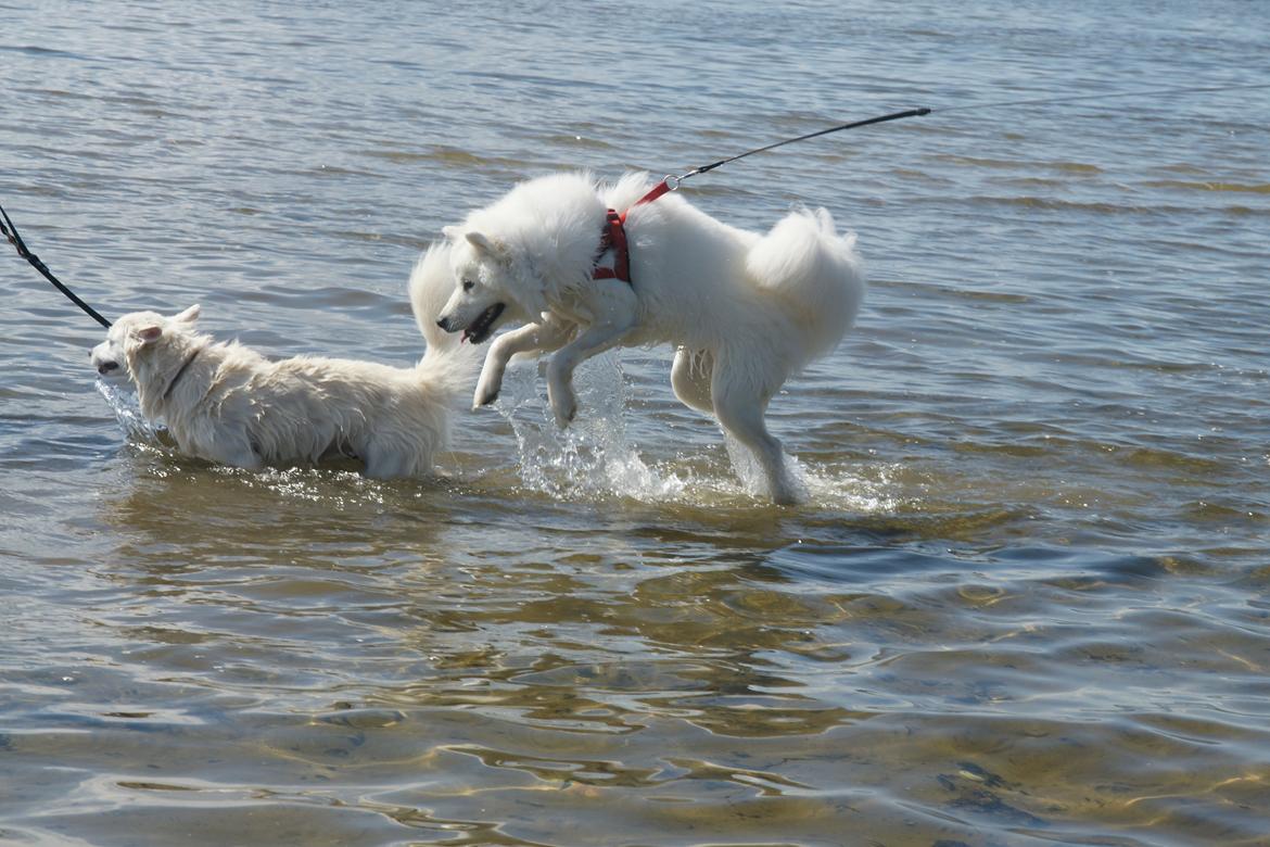 Samojedhund White Samara's Cool Chessie - 11 mdr. - Hun elsker vand! billede 34