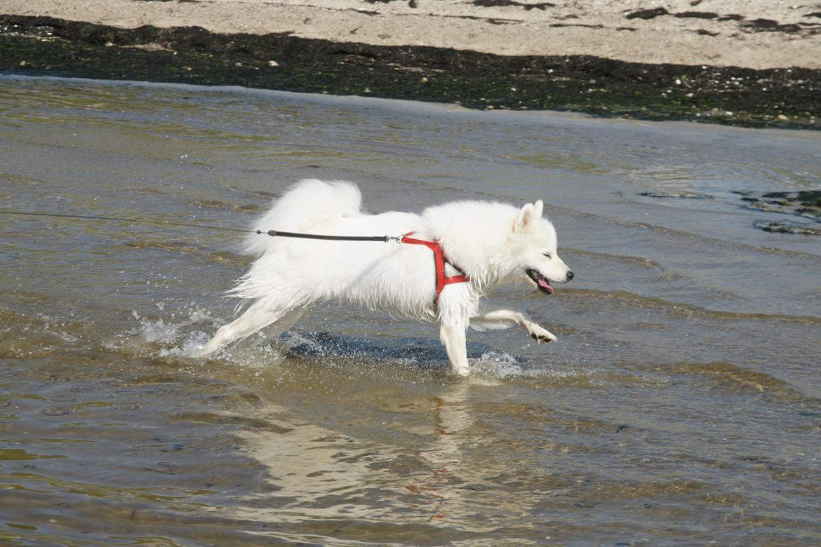 Samojedhund White Samara's Cool Chessie - 11 mdr. billede 21