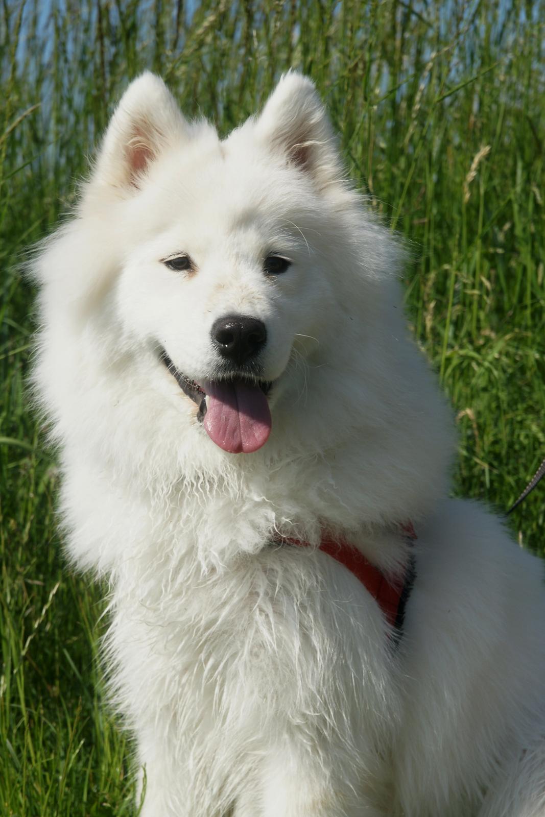 Samojedhund White Samara's Cool Chessie - 11 mdr. billede 41