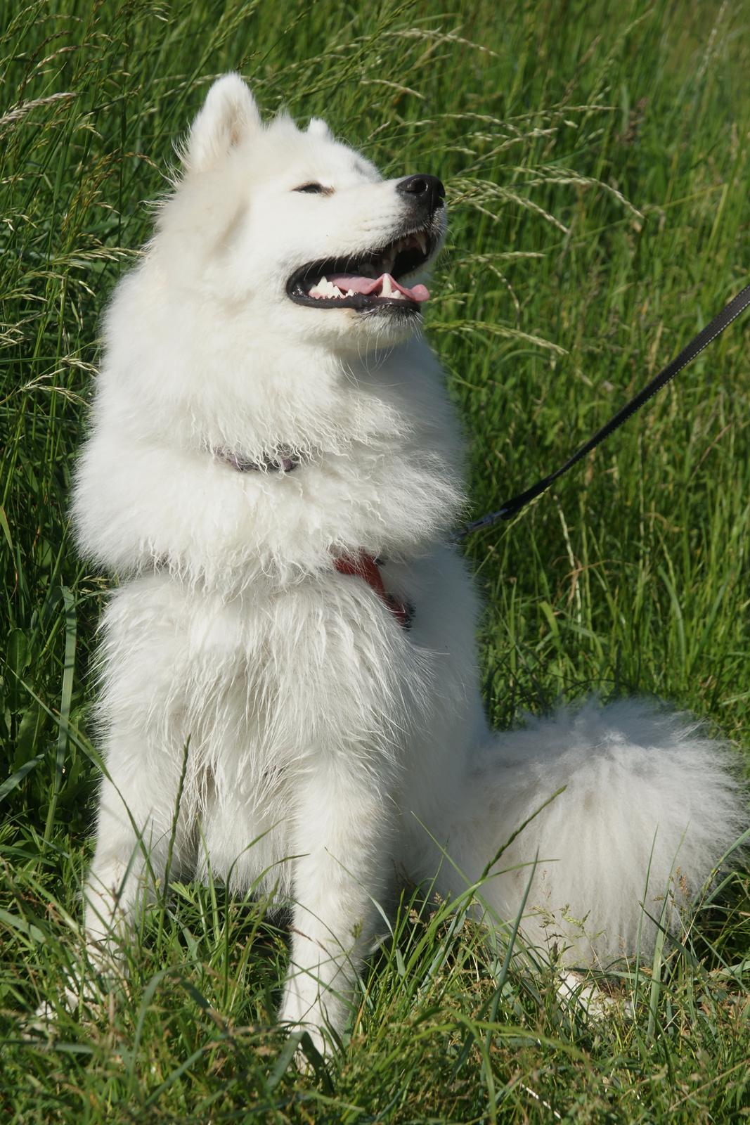 Samojedhund White Samara's Cool Chessie - 11 mdr. billede 29