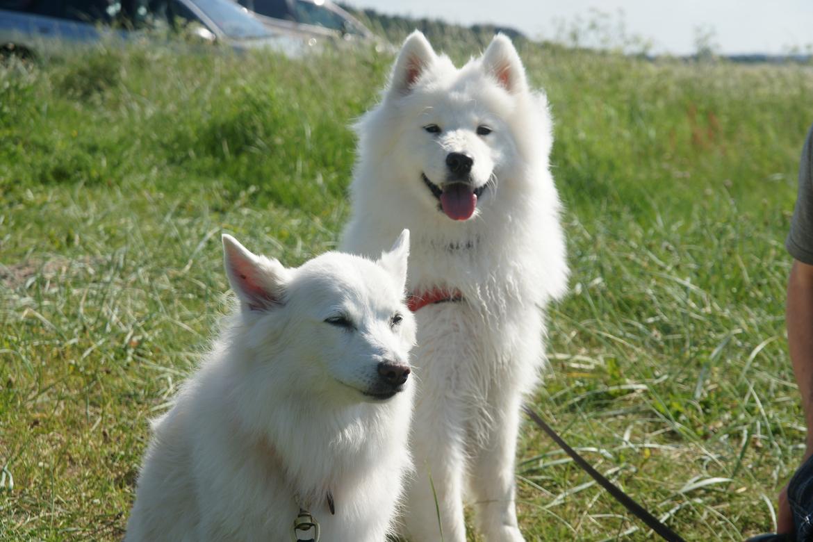 Samojedhund White Samara's Cool Chessie - 11 mdr. - sammen med storesøster Luna billede 14