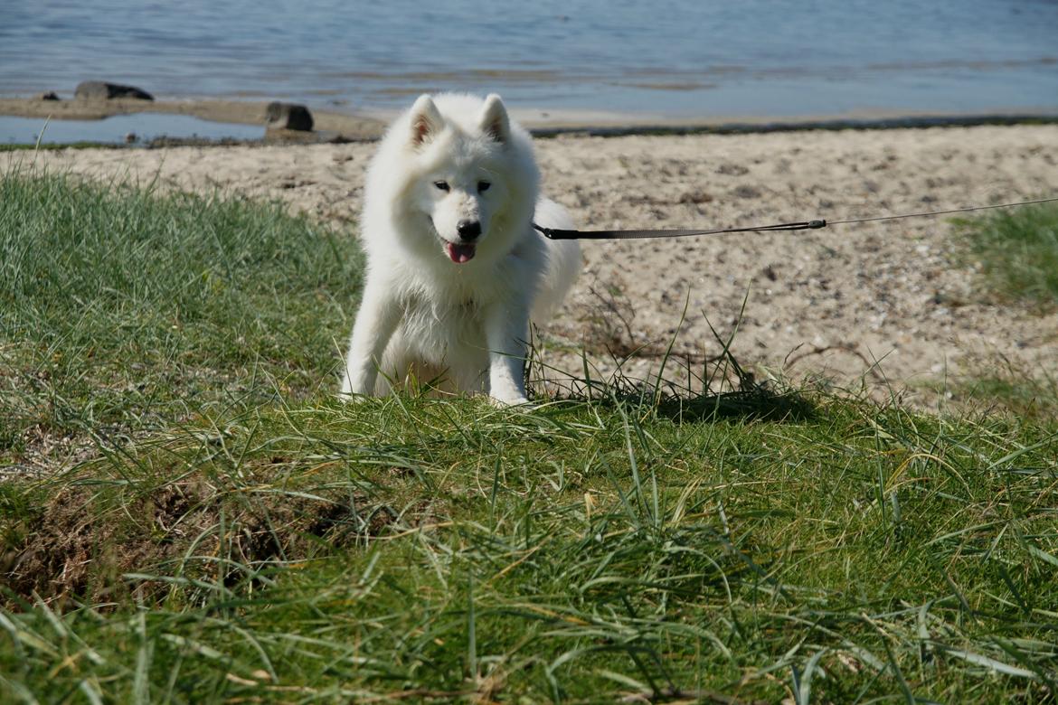 Samojedhund White Samara's Cool Chessie - 11 mdr. billede 31
