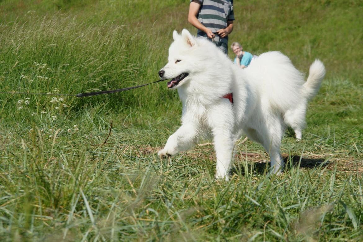 Samojedhund White Samara's Cool Chessie - 11 mdr. billede 36