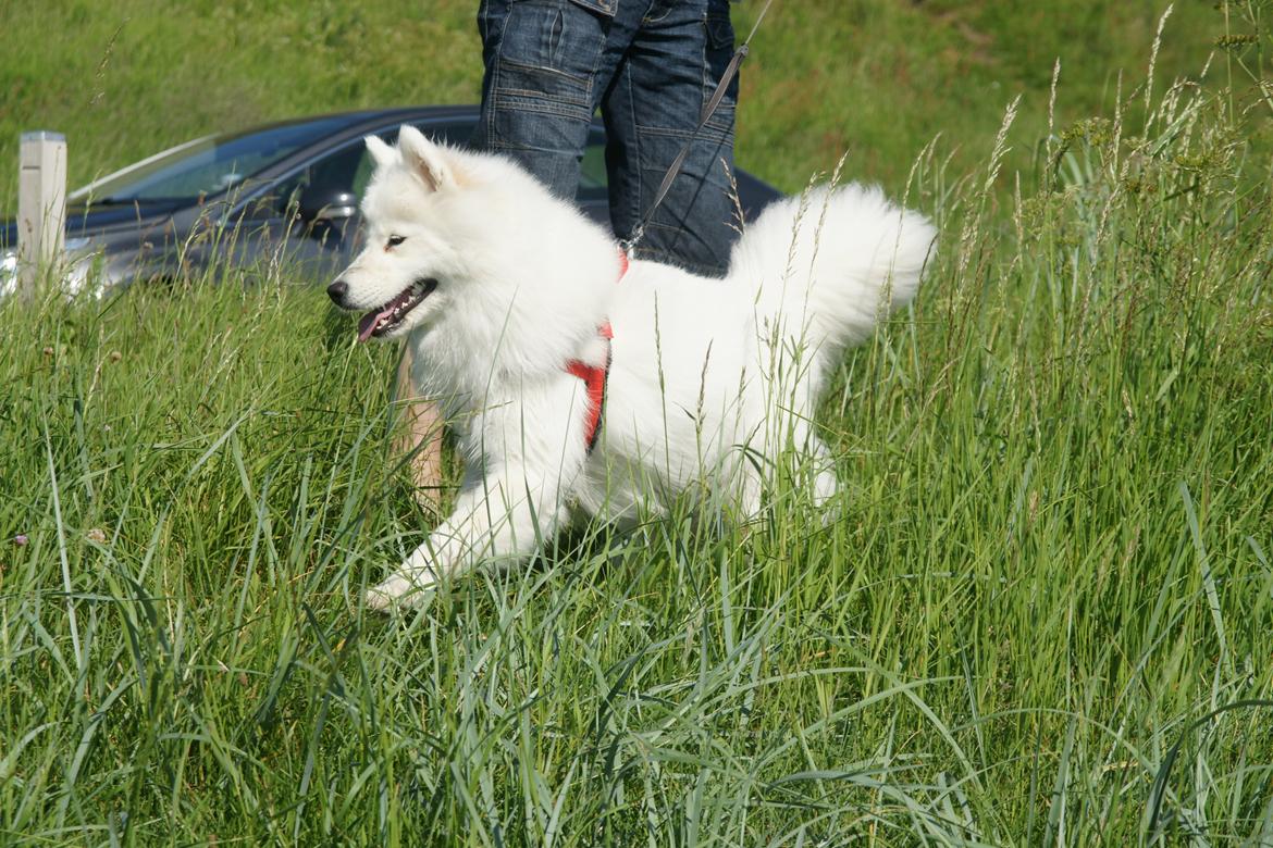 Samojedhund White Samara's Cool Chessie - 11 mdr. billede 42