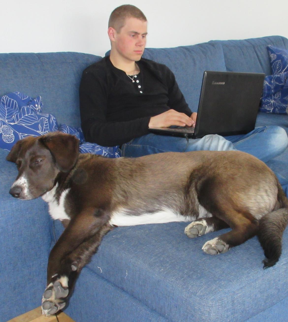 Grønlandshund - Bob - Sofaen er aldrig helt stor nok ;) ( 9 måneder gammel) billede 11