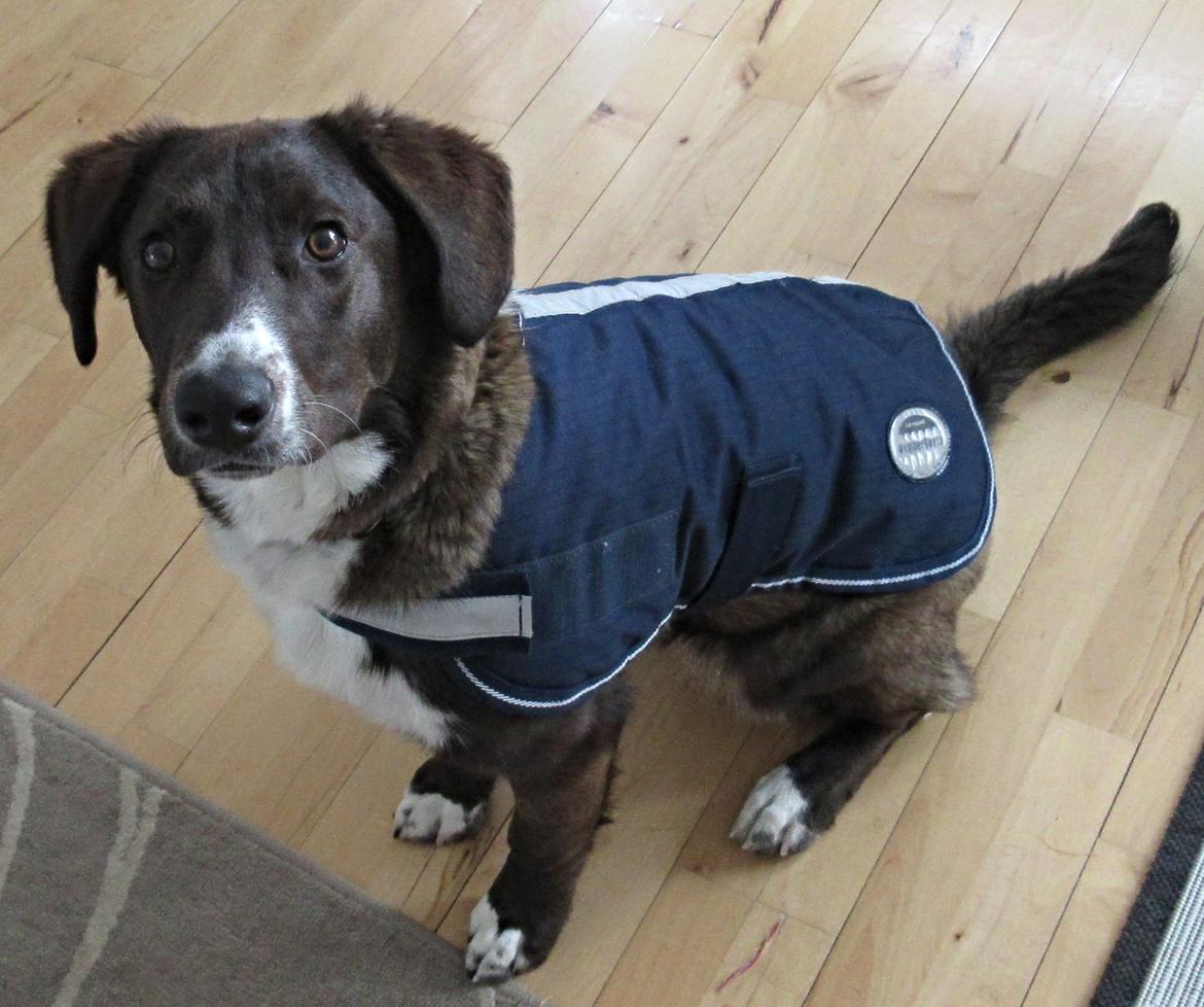 Grønlandshund - Bob - Med regnfrakke på ( 11 måneder gammel) billede 12