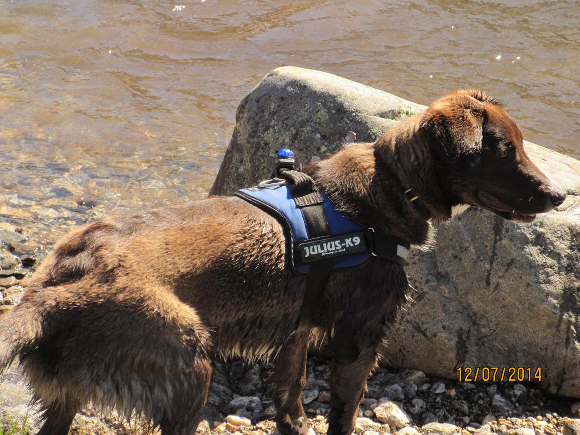 Grønlandshund - Bob - En sjælden tur i vandet, bliver forhåbenligt en vane ( 11 måneder ) billede 13