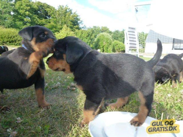 Rottweiler Sheriff billede 1