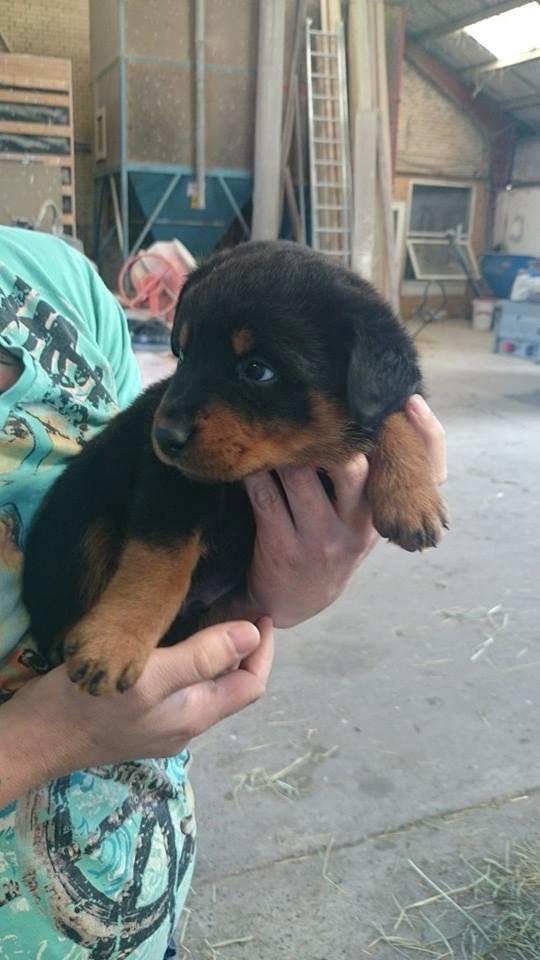 Rottweiler Sheriff billede 2