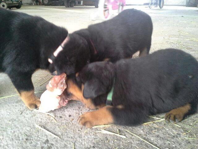 Rottweiler Sheriff billede 4