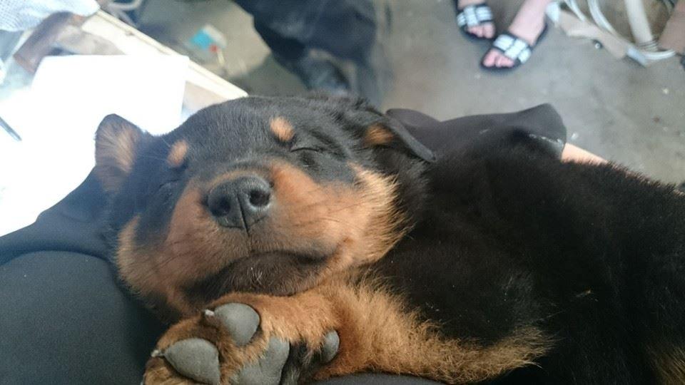 Rottweiler Sheriff billede 5