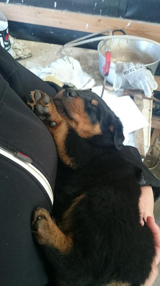 Rottweiler Sheriff billede 6