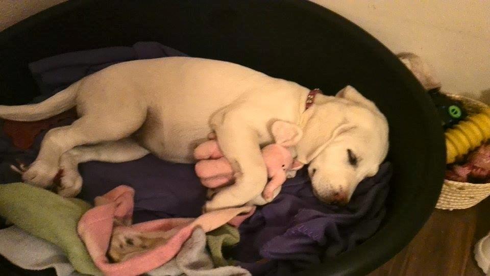 Labrador retriever Micha Mi Diamante - micha der putter med hendes bamse :) billede 19