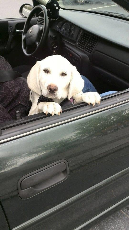 Labrador retriever Micha Mi Diamante - micha var med på stadion mens far spillede fodbold :) billede 11