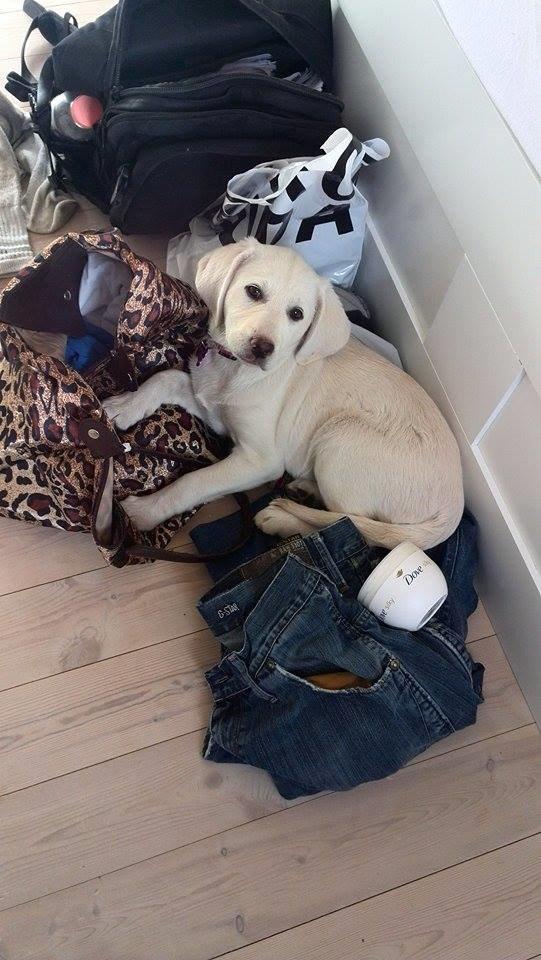 Labrador retriever Micha Mi Diamante - :* billede 22