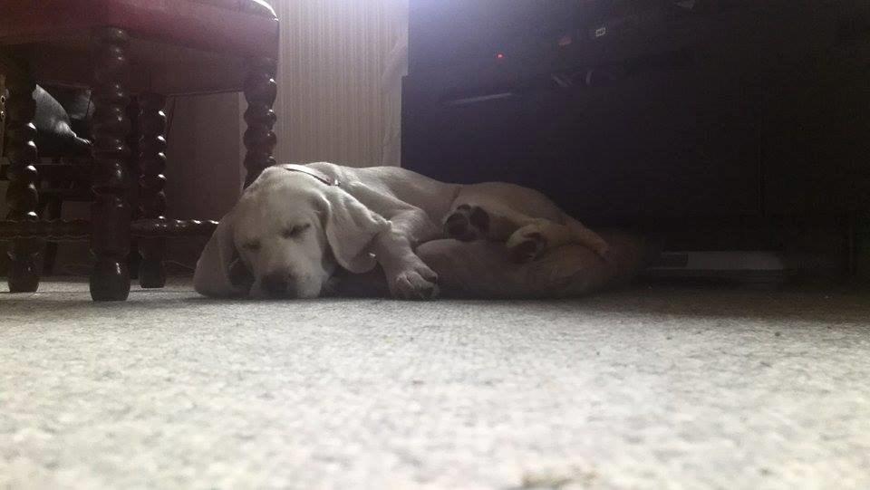 Labrador retriever Micha Mi Diamante - er er hun gået kold foran fjernsynet :) billede 23