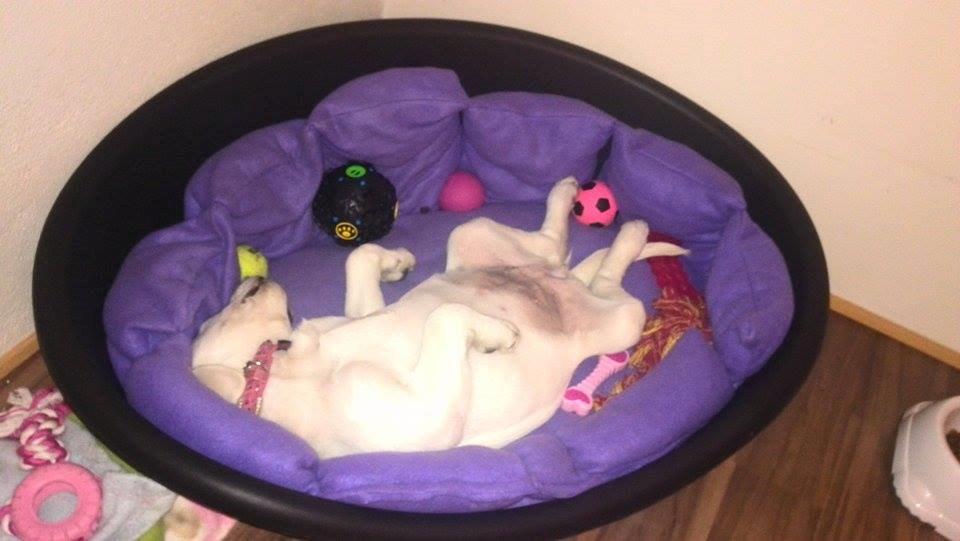 Labrador retriever Micha Mi Diamante - man kan da også sove på de underligste måder :) billede 24