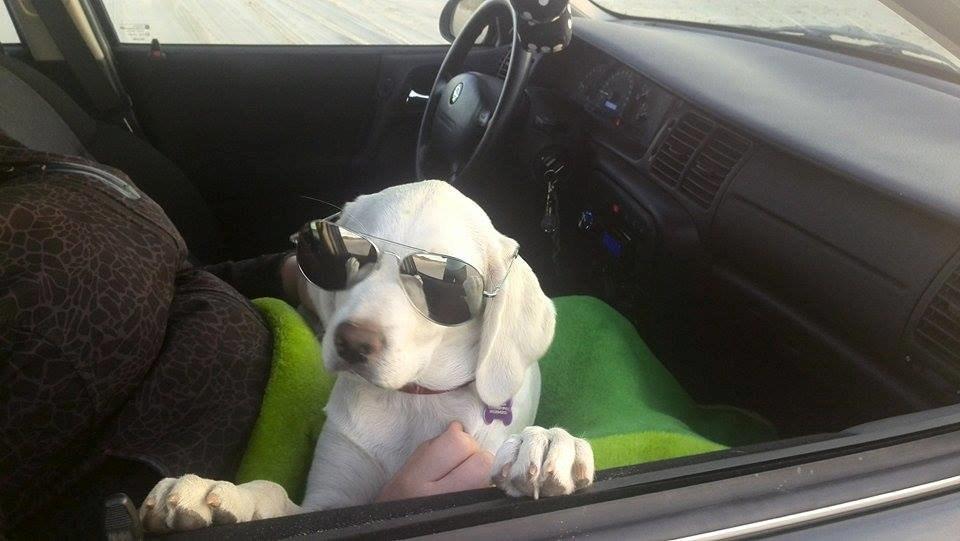 Labrador retriever Micha Mi Diamante - bad ass dog ;) billede 25