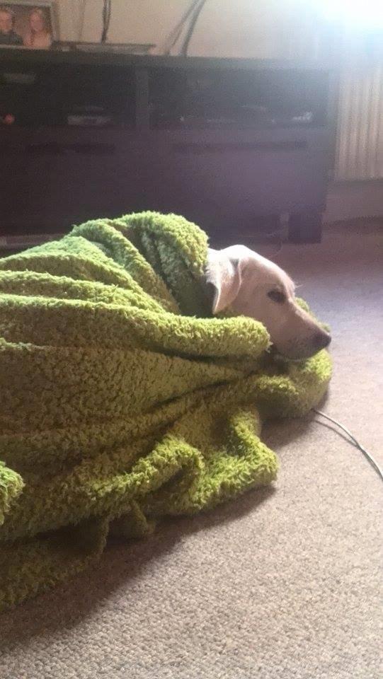 Labrador retriever Micha Mi Diamante - micha frys da hun lige havde været i bad.. pakkede hende ind i tæppede og der sov hun i halanden time :) billede 20