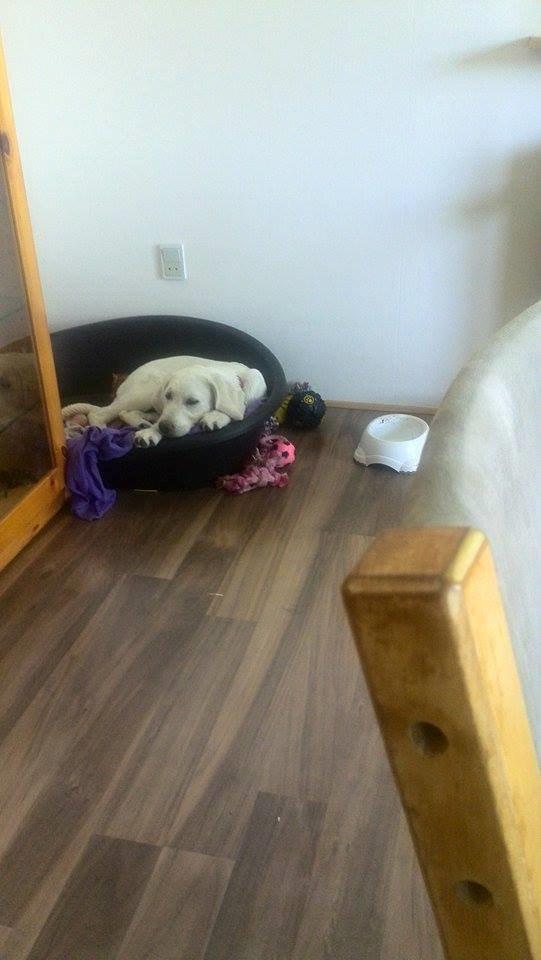 Labrador retriever Micha Mi Diamante - putte tid <3 billede 26