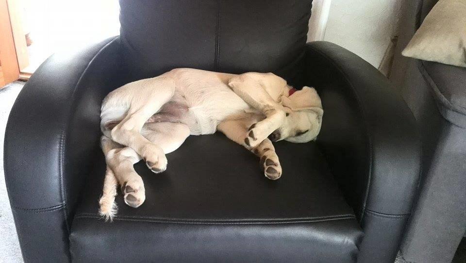 Labrador retriever Micha Mi Diamante - gået kold i bedstes nye lænestol :) billede 28