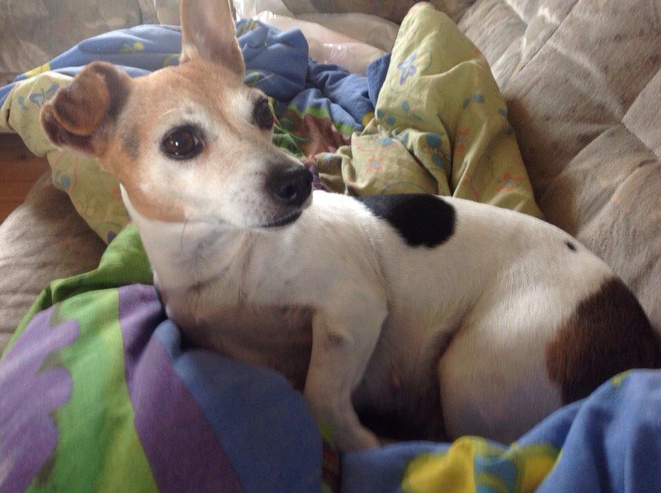 Jack russell terrier Jackie billede 32