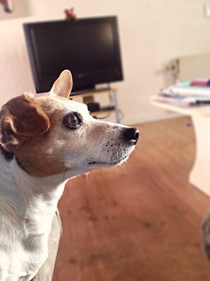 Jack russell terrier Jackie billede 30