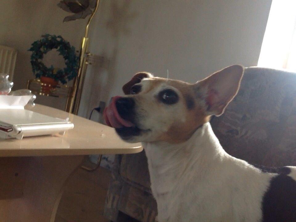 Jack russell terrier Jackie billede 34