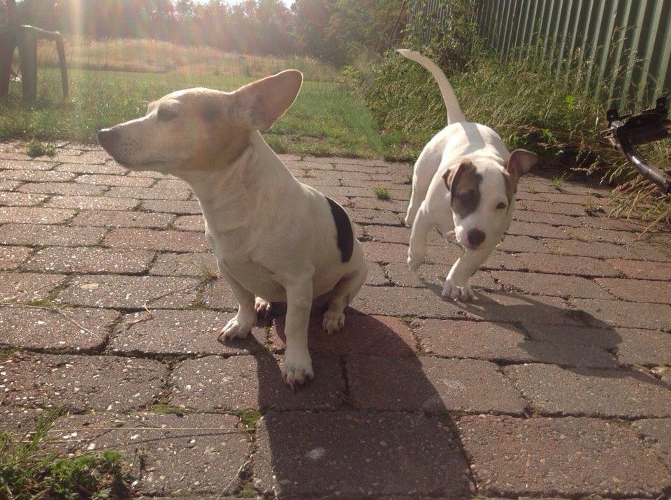 Jack russell terrier Jackie billede 17