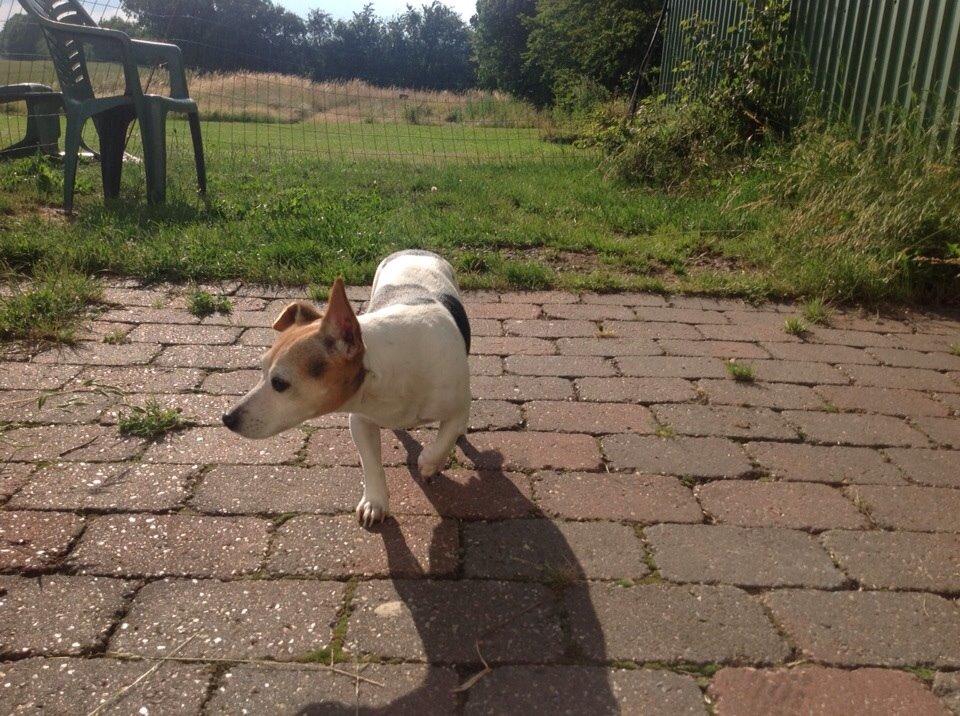 Jack russell terrier Jackie billede 36