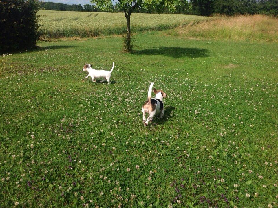 Jack russell terrier Jackie billede 37