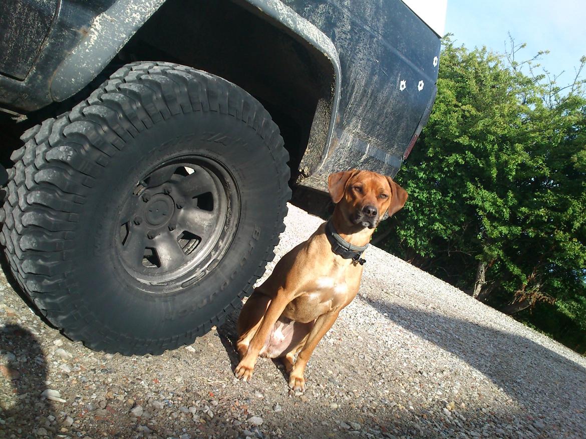 Rhodesian ridgeback Maggi billede 11