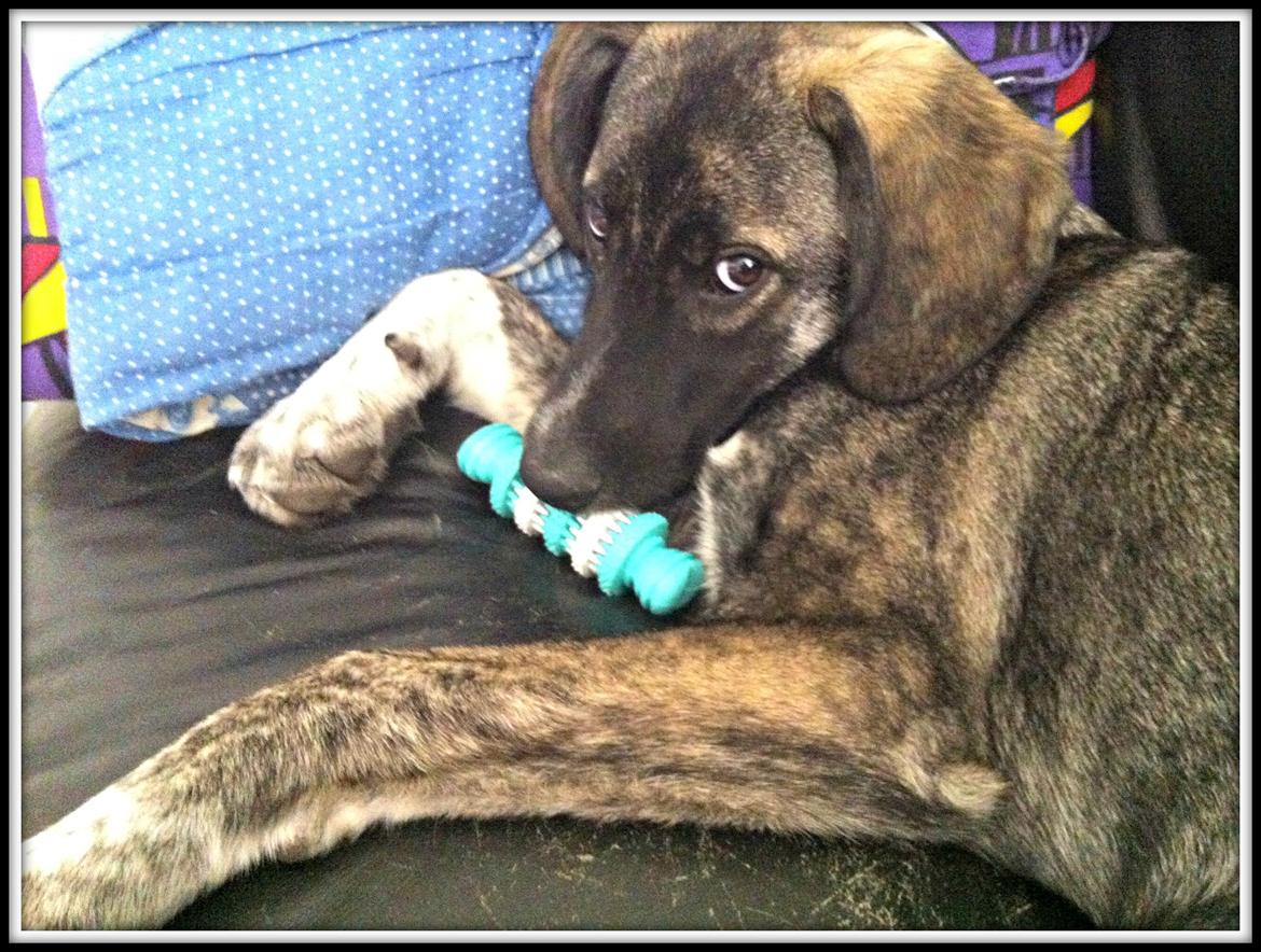 Blanding af racer Balder billede 1