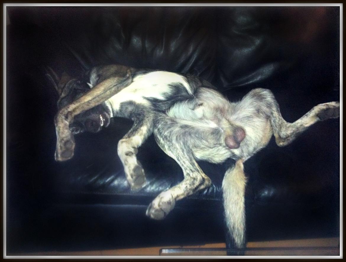 Blanding af racer Balder billede 2